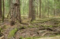 Pine tree and roots in untouched natural forest Royalty Free Stock Photo