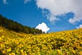 Pine tree row with maxican sunflower weed