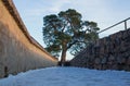 Pine tree on the ruin castle Auerbach (Auerbacher castle) Royalty Free Stock Photo