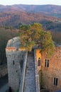 Pine tree on the ruin castle Auerbach (Auerbacher castle) Royalty Free Stock Photo