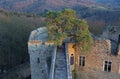 Pine tree on the ruin castle Auerbach (Auerbacher castle) Royalty Free Stock Photo