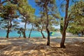 Pine tree sand beach in Croatia