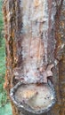 pine tree sap Royalty Free Stock Photo