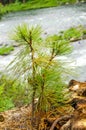 Pine Tree Sapling Royalty Free Stock Photo
