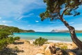 Pine tree by the sea in Capo Coda Cavallo Royalty Free Stock Photo