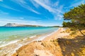 Pine tree by the sea in Capo Coda Cavallo Royalty Free Stock Photo