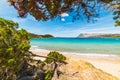 Pine tree by the sea in Capo Coda Cavallo Royalty Free Stock Photo