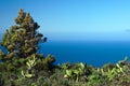 Pine tree at sea shore Royalty Free Stock Photo