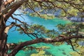 Pine tree on the sea shore Royalty Free Stock Photo