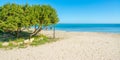 Pine tree by the sea in Stintino shore Royalty Free Stock Photo