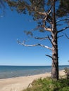 Pine tree on the seashore Royalty Free Stock Photo