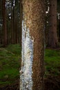 Pine tree secreting resin Royalty Free Stock Photo