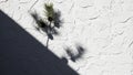 Pine tree shadow on white textured wall in bright sunlight Royalty Free Stock Photo