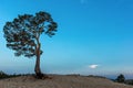 Pine tree on the shore of Lake Baikal Royalty Free Stock Photo