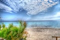 Pine tree by the shore in Le Bombarde beach Royalty Free Stock Photo