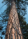Pine tree survived a fire Royalty Free Stock Photo