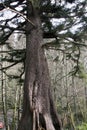 Pine tree on the side of a hill