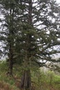 Pine tree on the side of a hill