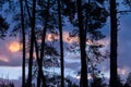 pine tree silhouette at the dusk Royalty Free Stock Photo