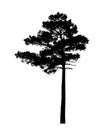 Pine tree silhouette isolated on white background vector Royalty Free Stock Photo