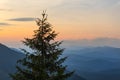 Pine tree silhouette on a sunset background Royalty Free Stock Photo