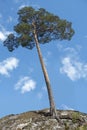 Pine tree on small hill