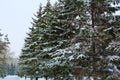 Pine tree in snow, Christmas trees in the snow, winter walk, nature, Royalty Free Stock Photo