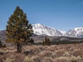 Pine tree , snow capped mountain landscape