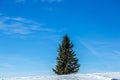 Pine tree on the snow, cedar, blue sky background, winter landscape in mountain Royalty Free Stock Photo