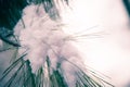 Pine Tree Snow Clings To a Low Hanging Branch Royalty Free Stock Photo
