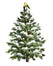 Pine tree with snow, cones and bird. Christmas tree with frost. Realistic spruce tree