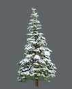 Pine Tree with Snow, Digital Painting on Gray