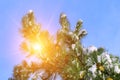 Pine tree in snow in light of sparkle sun