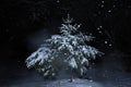 Pine tree in snow at night