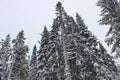 Pine tree in snow