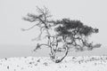 Pine tree during the snow in the winter in Holland.