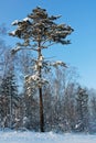Pine tree in the snow, winter