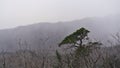 The pine tree in the snowstorm Royalty Free Stock Photo