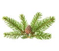 Pine tree sprig with cone isolated on white background