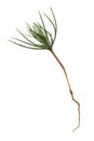 Pine Tree Sprout Royalty Free Stock Photo