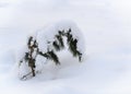 A pine tree sprout bent in an arc under a snowdrift Royalty Free Stock Photo