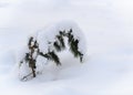 A pine tree sprout bent in an arc under a snowdrift