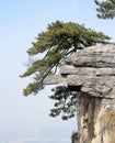 Pine tree stand erect on the huge rock