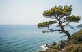 Coastal Beauty: Windswept Tree Overlooking the Ocean Royalty Free Stock Photo