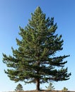 A pine tree is standing on top of a hill Royalty Free Stock Photo