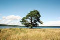 Pine tree stands along the beach of Kenozero lake.