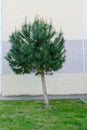 Pine tree stands lonely lawn isolated on green grass Royalty Free Stock Photo