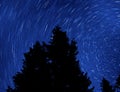 Pine Tree and Startrails Royalty Free Stock Photo