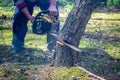 The pine tree starts to fall while cutting with a chainsaw. Cutting down trees, forest destruction. Close up of the lower part of Royalty Free Stock Photo