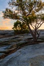 Pine tree on Stone Mountain, USA Royalty Free Stock Photo